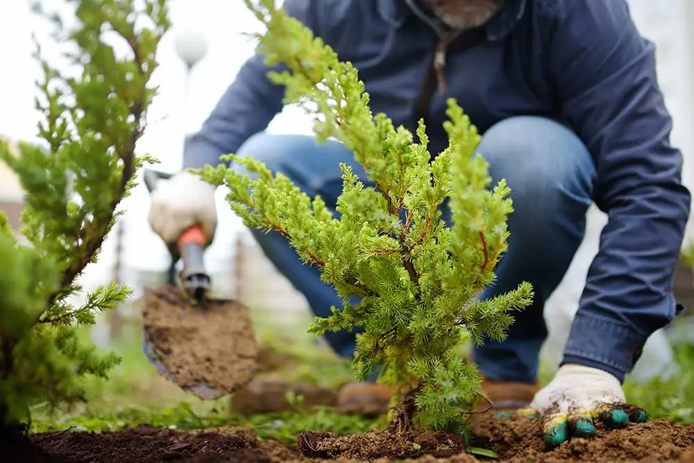 Planting Services Las Vegas | Tree & Plant Installation Experts