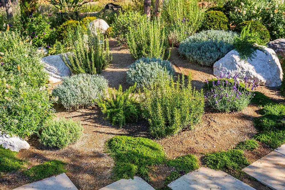 Planting Services Las Vegas | Tree & Plant Installation Experts