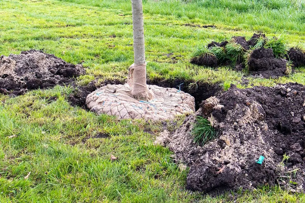 Planting Services Las Vegas | Tree & Plant Installation Experts