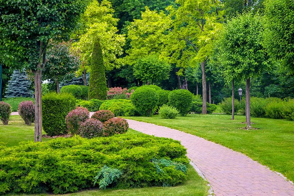 Planting Services Las Vegas | Tree & Plant Installation Experts