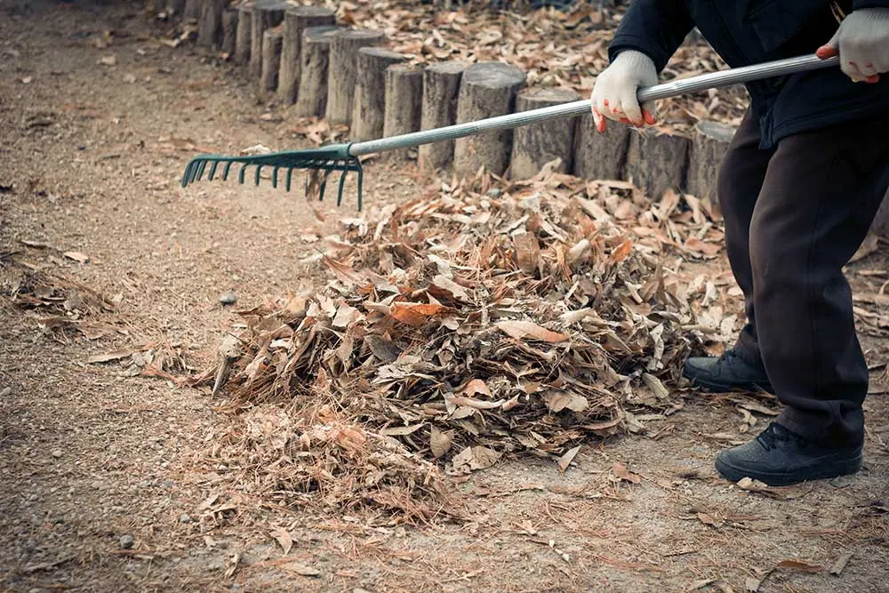seasonal-cleanup-2 Seasonal Yard Cleanup Las Vegas | Sun Valley Landscaping
