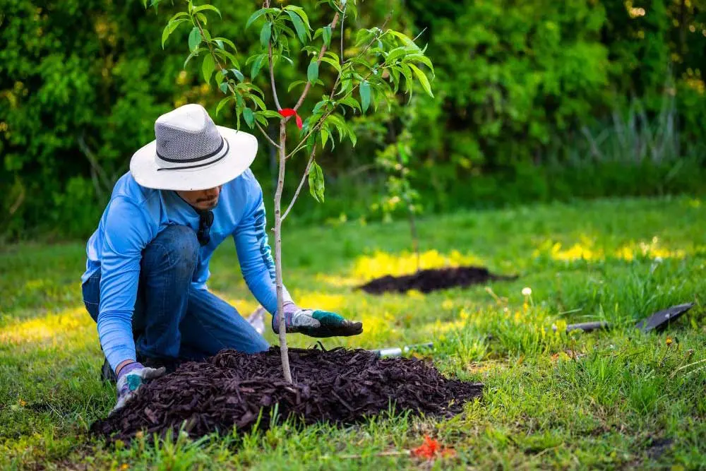 A person in a hat and gloves kneels beside a newly planted tree surrounded by mulch in a green garden. This residential landscaping scene highlights low maintenance landscaping techniques common in Las Vegas landscaping projects.| Sun Valley Landscape Las Vegas