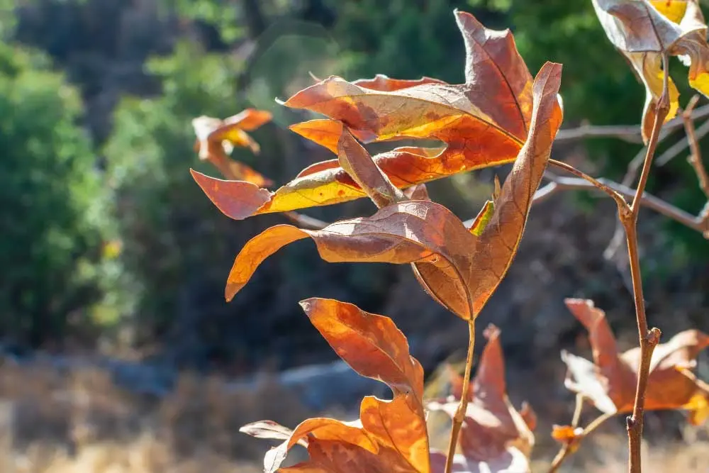 Close-up of dried autumn leaves on a branch, showing seasonal changes in a landscaped outdoor area.