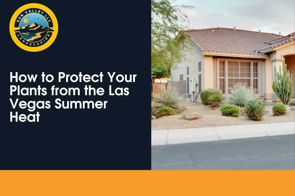 Summer Plant Care Tips for Las Vegas | Sun Valley Landscaping