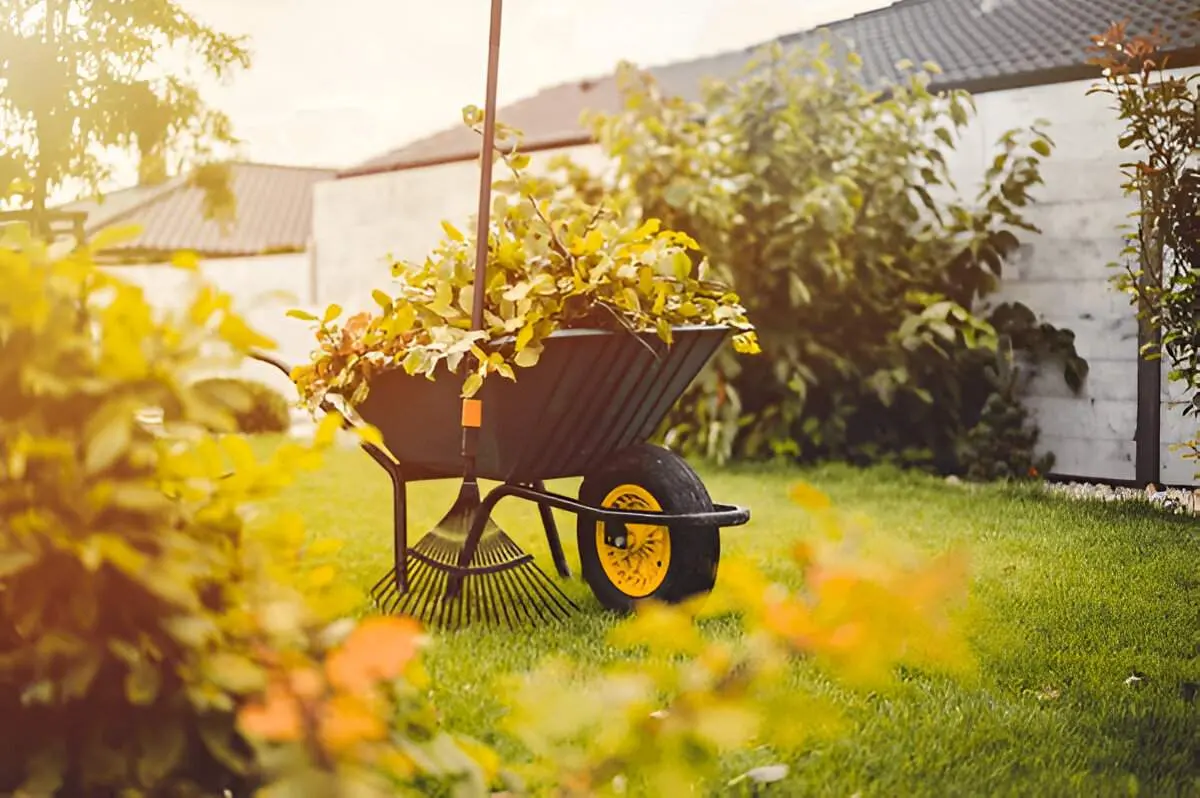 The Benefits of Seasonal Yard Cleanups in Las Vegas and Henderson2 Wheelbarrow filled with yard trimmings and rake on green grass in a Las Vegas backyard maintained by Sun Valley landscaping
