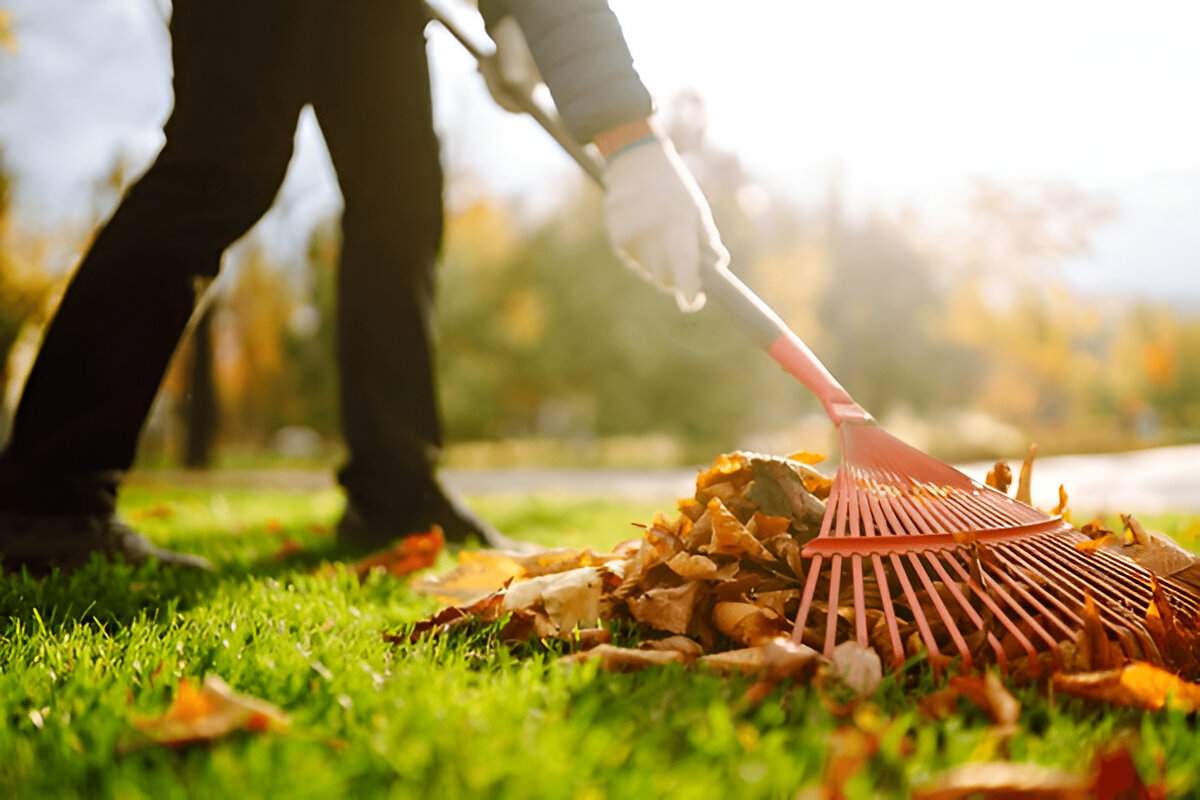 Person raking autumn leaves on a lawn in Henderson, showing seasonal yard cleanup by Sun Valley Landscaping.