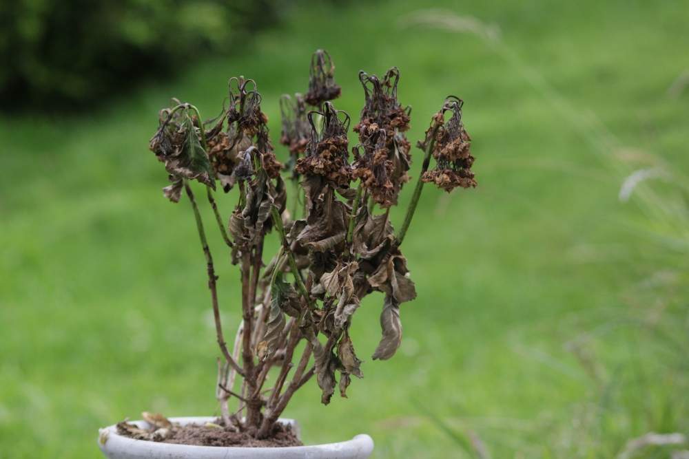 Close-up of a potted plant with dead, brown leaves and wilted flowers against a blurred green lawn background, highlighting neglected landscaping in Las Vegas.