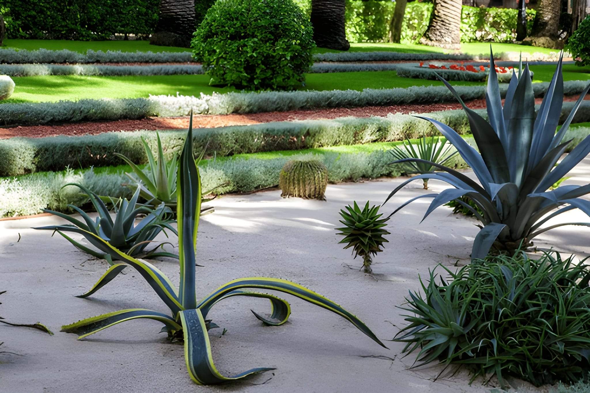 Desert garden in Henderson featuring agave plants and clean, modern landscape design.