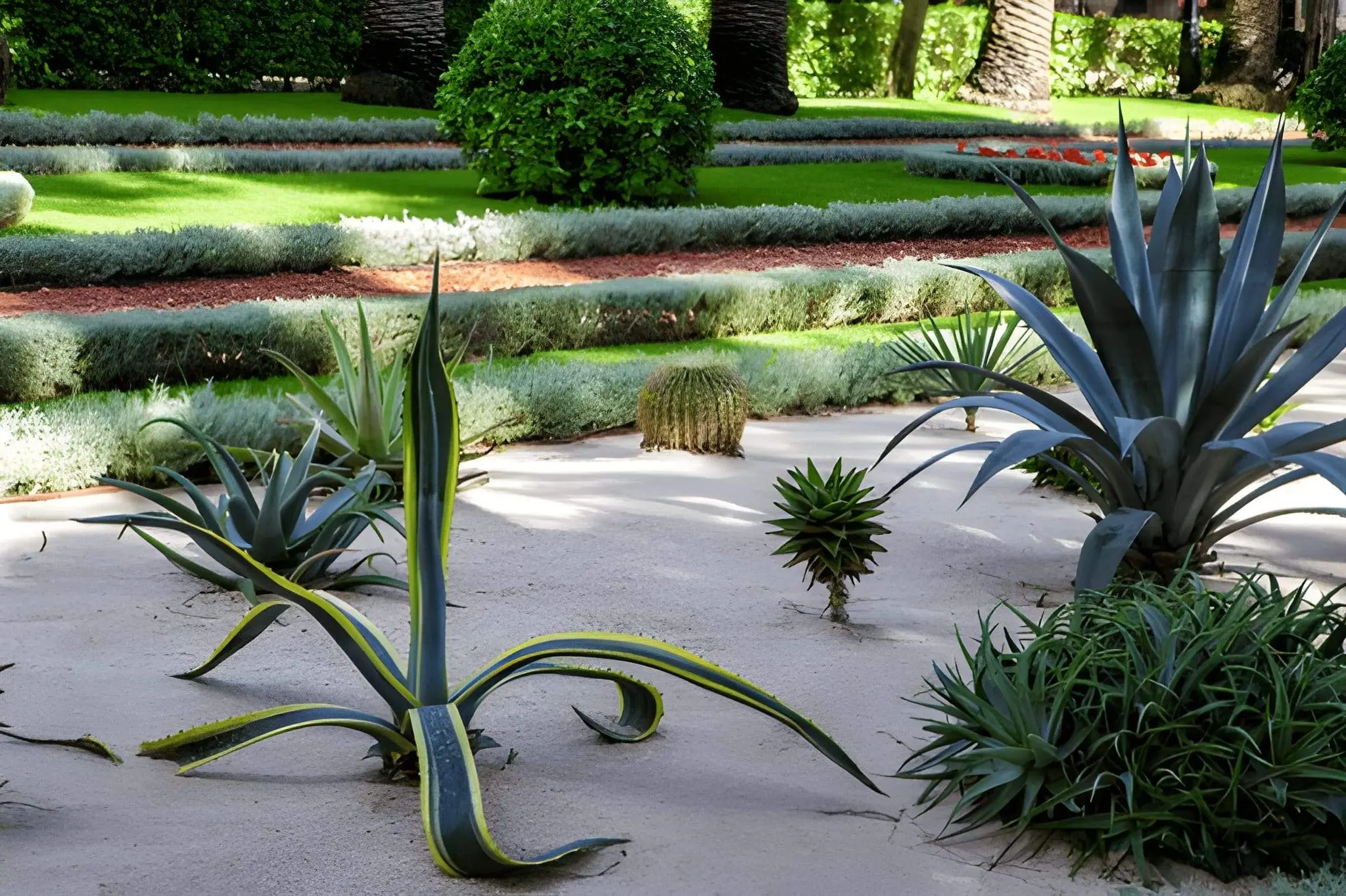 Desert garden in Henderson featuring agave plants and clean, modern landscape design.