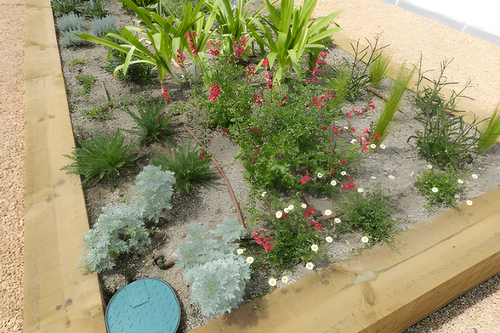 Low Maintenance Landscaping Las Vegas Ideas for the New Year-1 Sun Valley Landscaping features a beautifully arranged flower bed with vibrant flowers and low-maintenance plants, perfect for a Las Vegas garden.