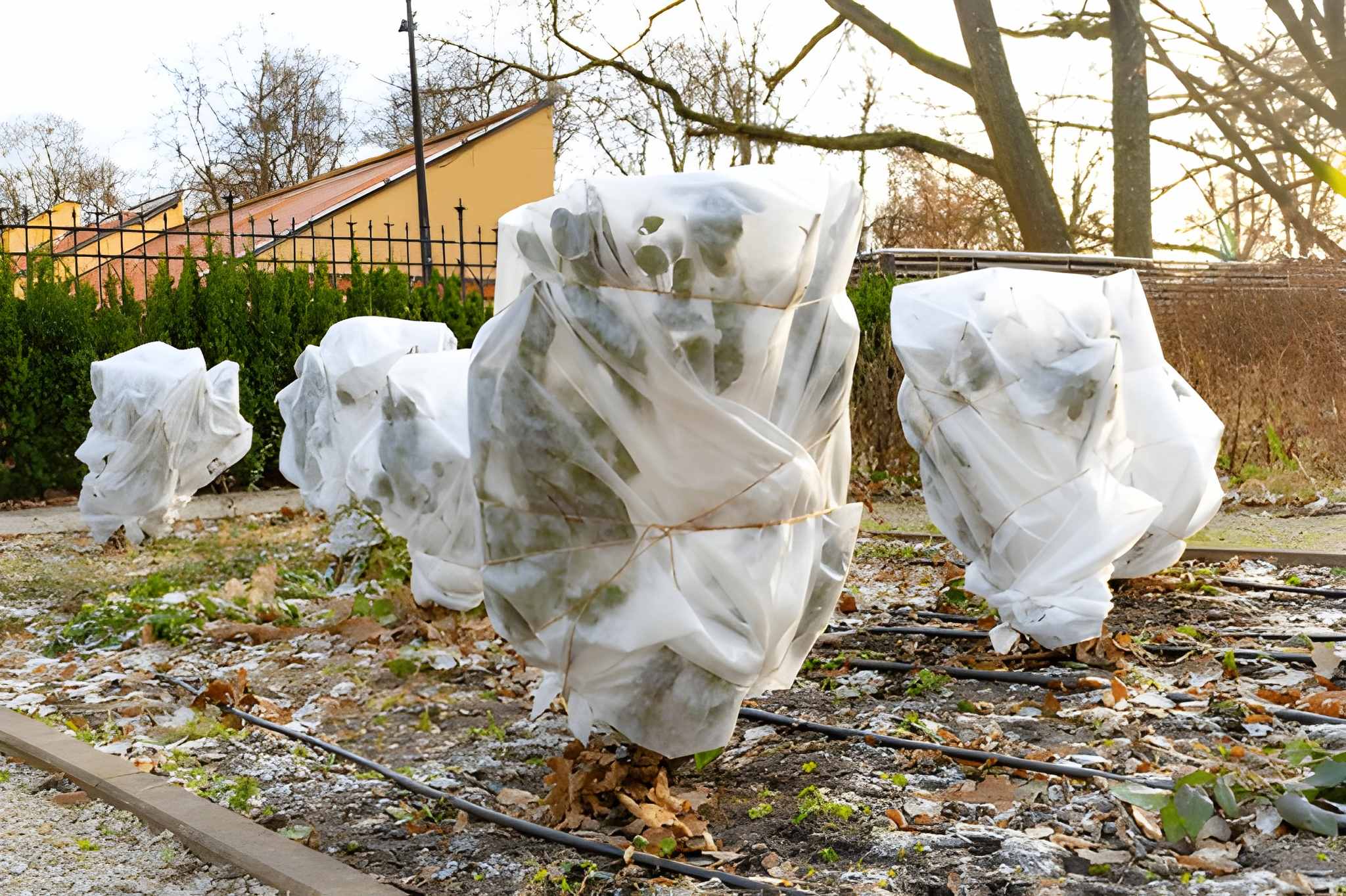 Protecting Plants in Las Vegas During Sudden Winter Cold Snaps-1 Shrubs wrapped in frost cloth to prevent freeze damage during cold snaps, protected by Sun Valley Landscaping in Las Vegas.