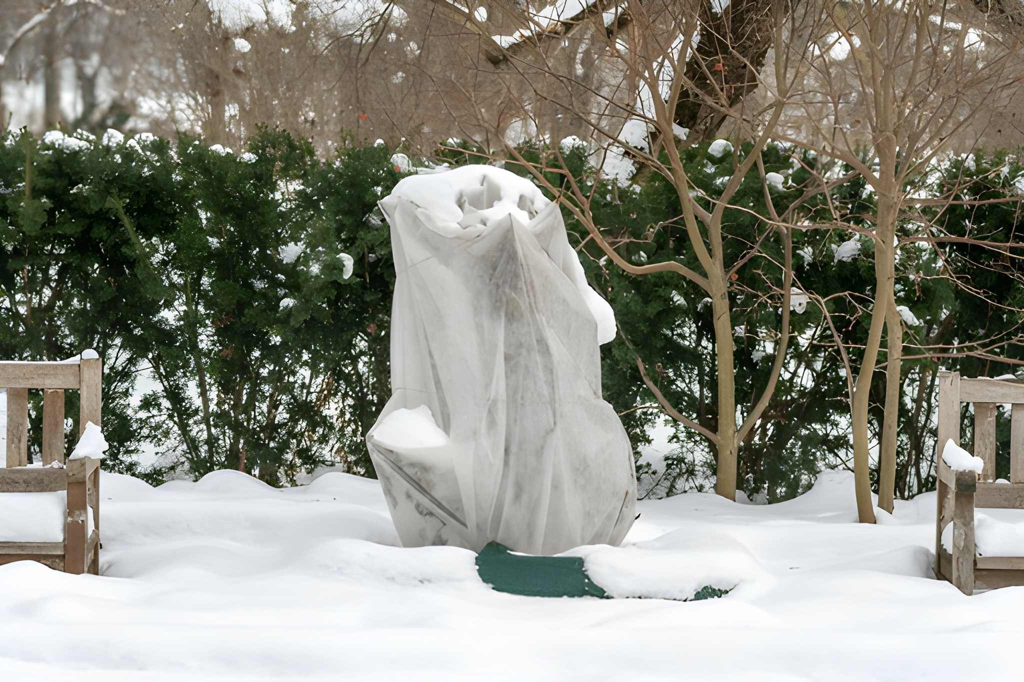 Protecting Plants in Las Vegas During Sudden Winter Cold Snaps-2 A plant covered with frost cloth and snow to reduce freeze damage during cold snaps, cared for by Sun Valley Landscaping.