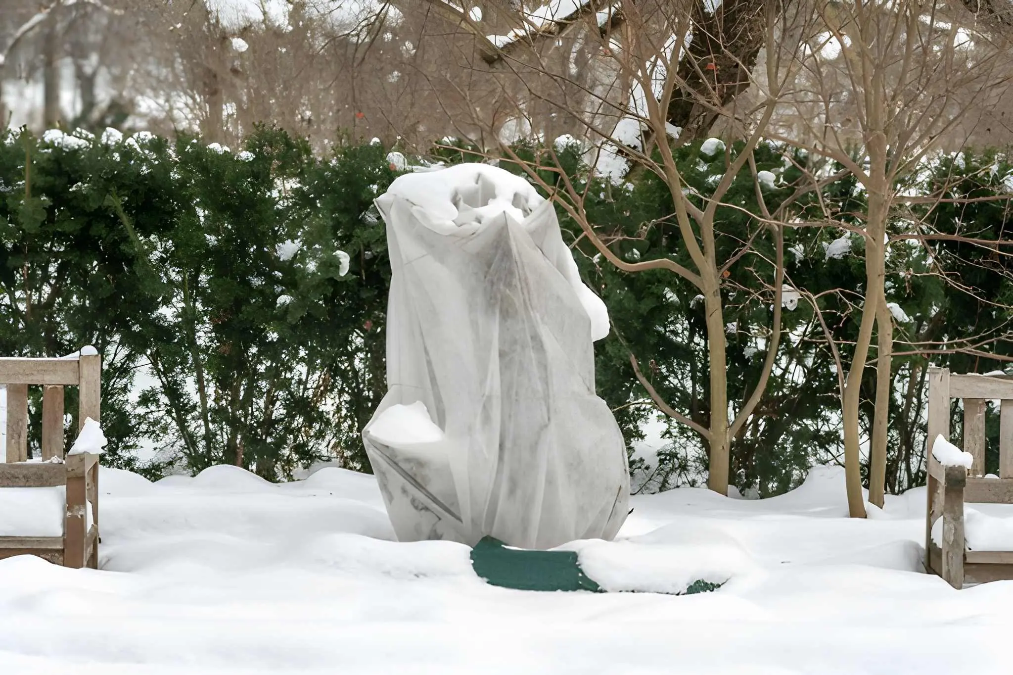 Protecting Plants in Las Vegas During Sudden Winter Cold Snaps-2 A plant covered with frost cloth and snow to reduce freeze damage during cold snaps, cared for by Sun Valley Landscaping.