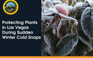 Sun Valley Landscaping blog graphic about protecting Las Vegas plants from sudden winter cold snaps and frost damage.