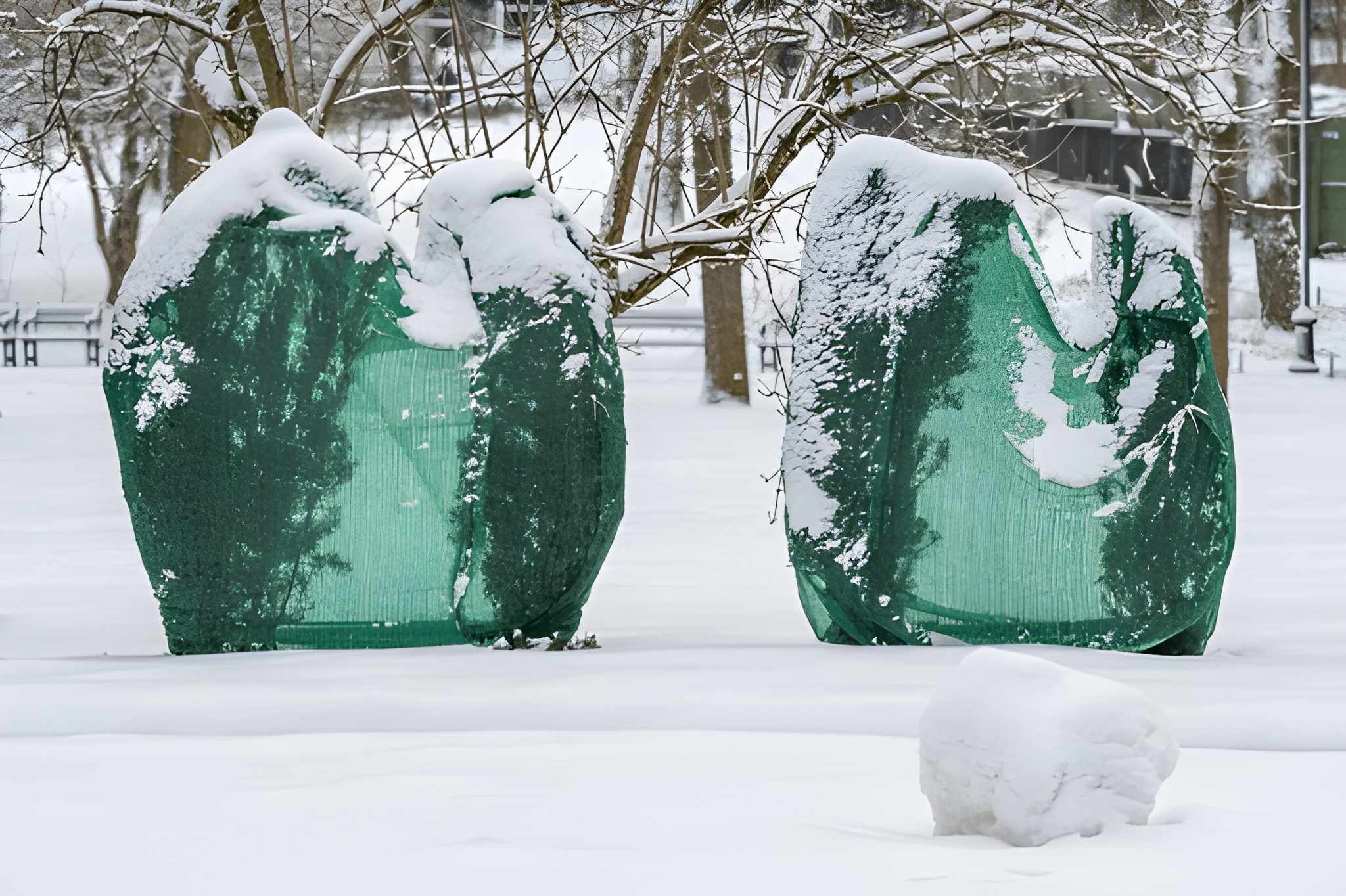 Protecting Plants in Las Vegas During Sudden Winter Cold Snaps-4 Landscape plants wrapped in green frost protection fabric during a cold snap with support from Sun Valley Landscaping.
