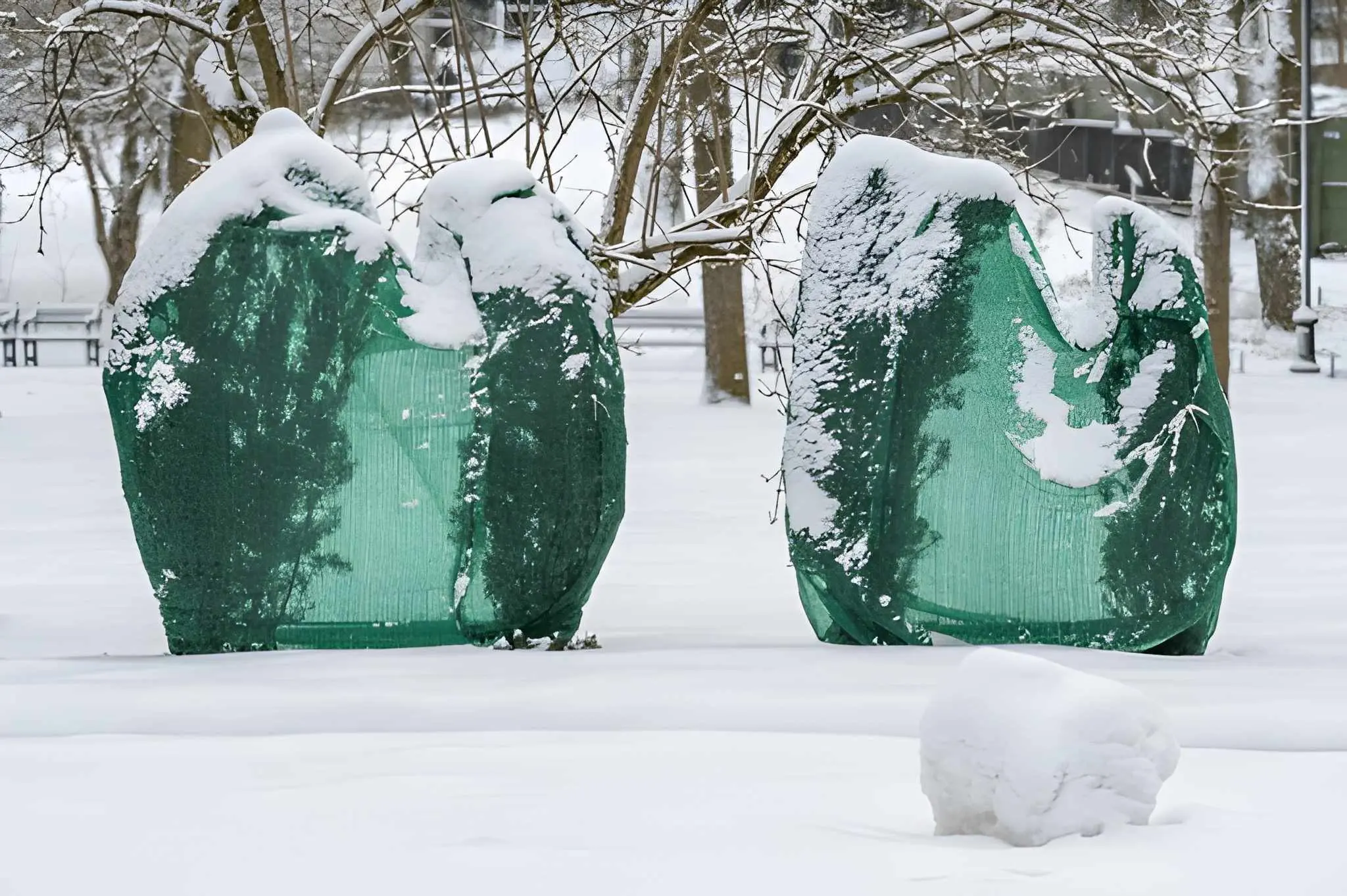 Protecting Plants in Las Vegas During Sudden Winter Cold Snaps-4 Landscape plants wrapped in green frost protection fabric during a cold snap with support from Sun Valley Landscaping.