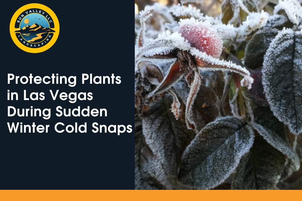 Protecting Plants in Las Vegas During Sudden Winter Cold Snaps Sun Valley Landscaping blog graphic about protecting Las Vegas plants from sudden winter cold snaps and frost damage.