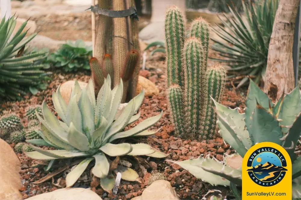 Creating a Low-Water, High-Impact Landscape for Las Vegas and Henderson Homes-2 Desert friendly plants and cactus landscape designed by Sun Valley Landscaping for water smart Las Vegas yards