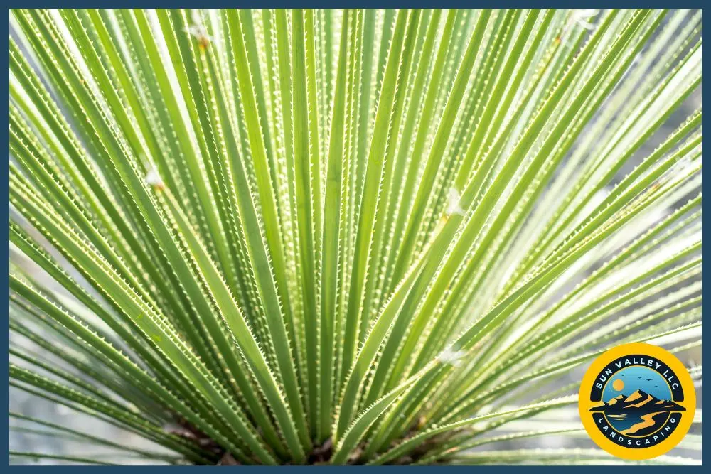 water-efficient plants Las Vegas