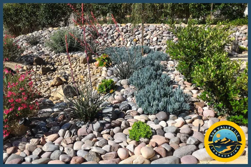 water-efficient plants Las Vegas