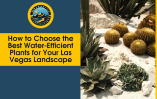 water-efficient plants Las Vegas