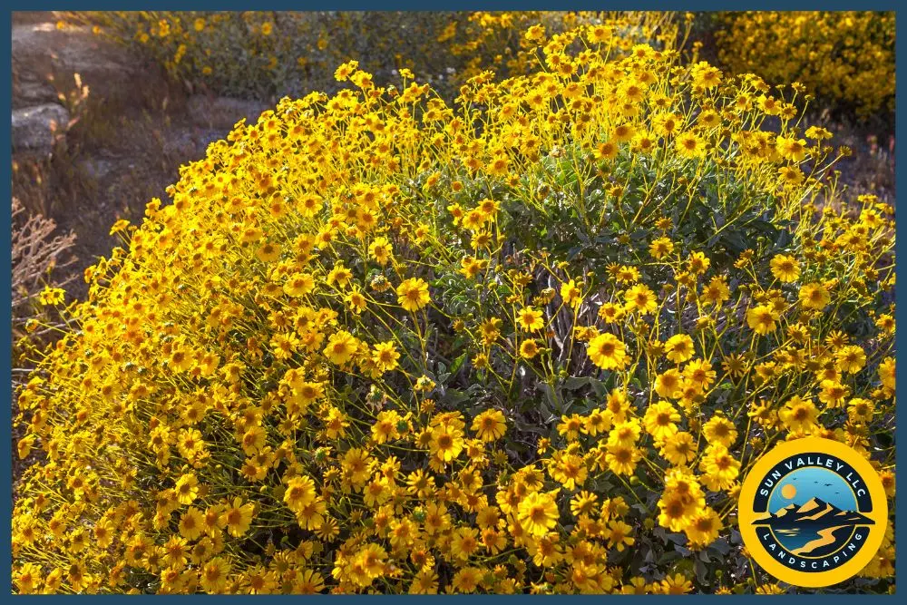 water-efficient plants Las Vegas