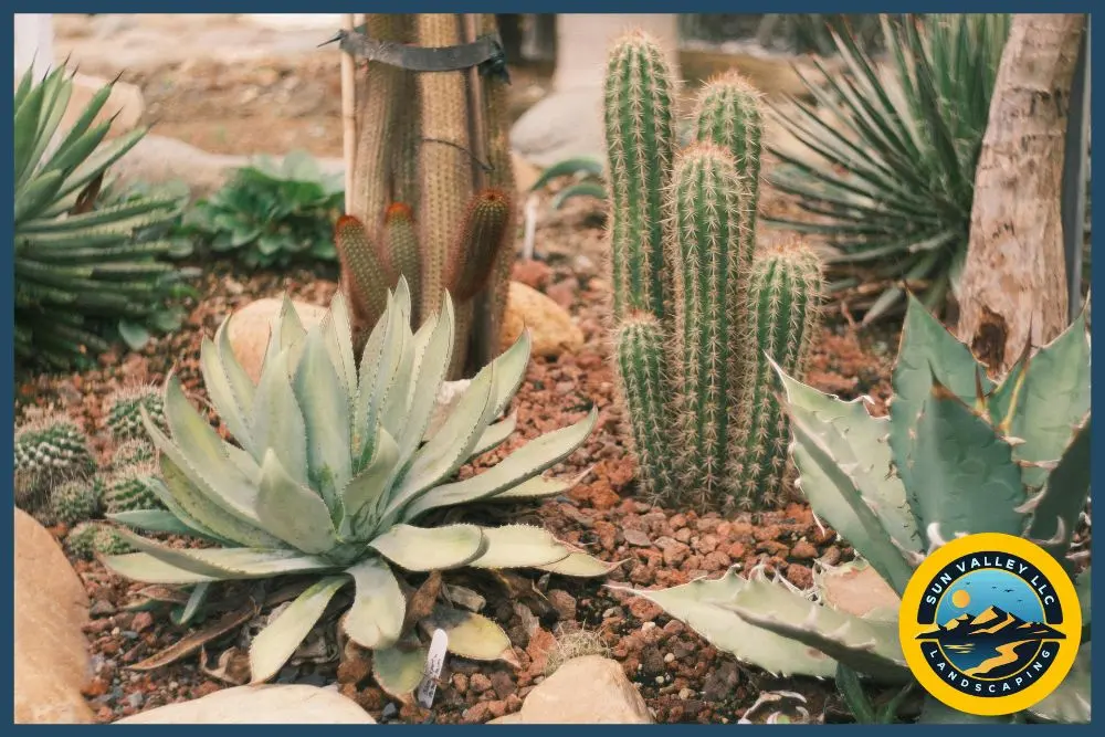 how to incorporate native plants in Las Vegas