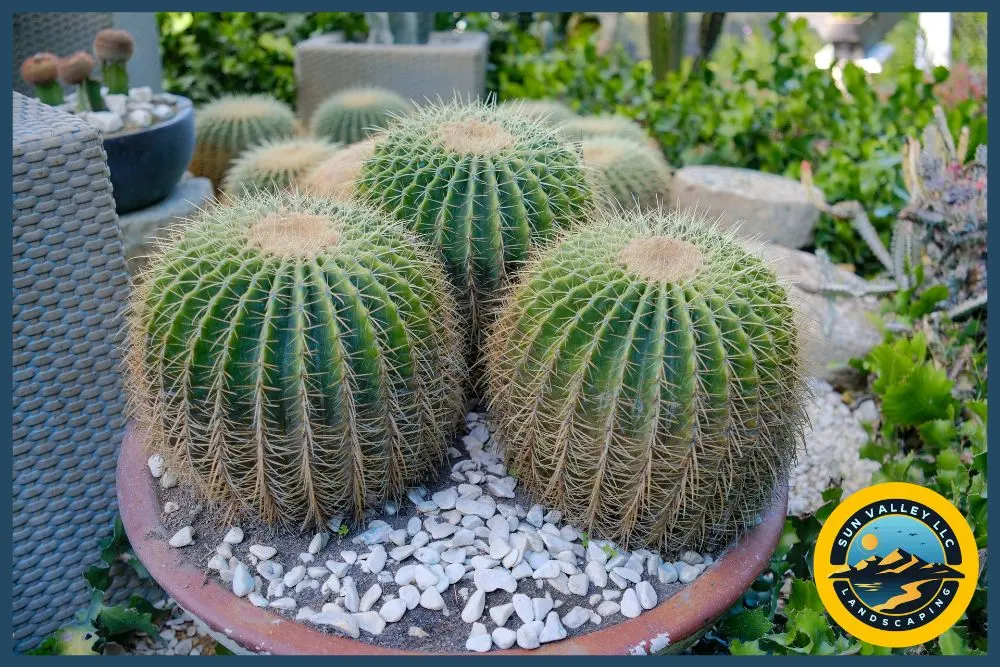 how to incorporate native plants in Las Vegas