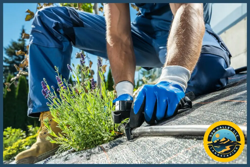 how to incorporate native plants in Las Vegas