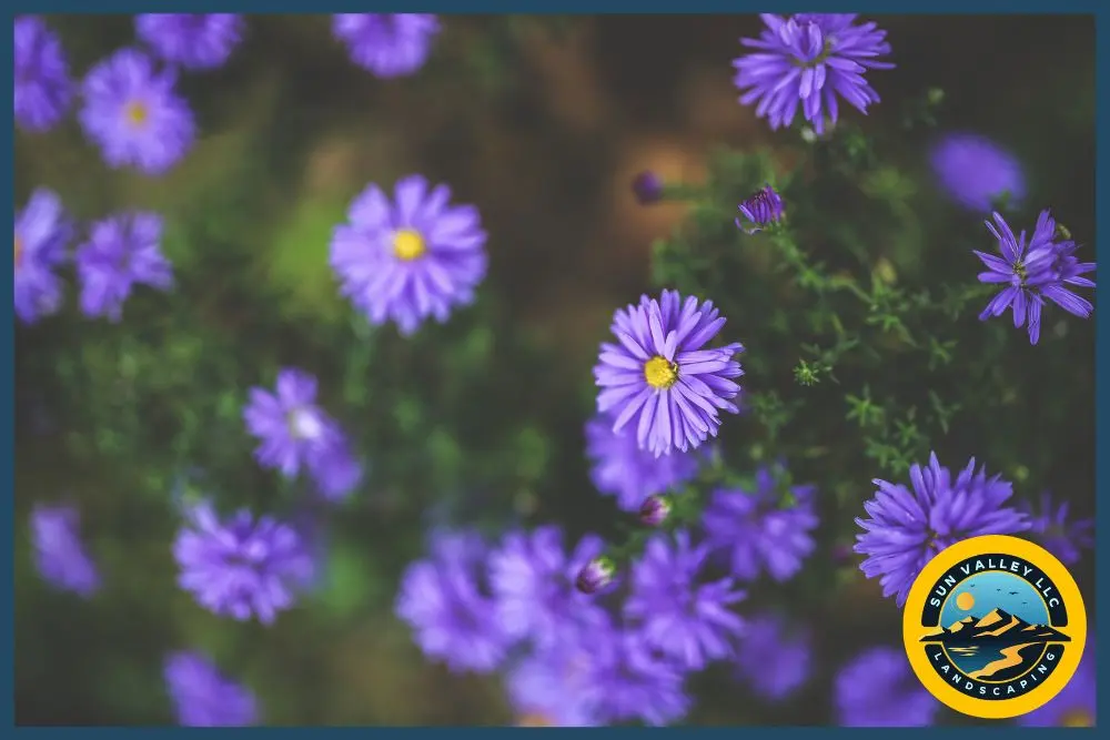 tips for having a garden in Las Vegas