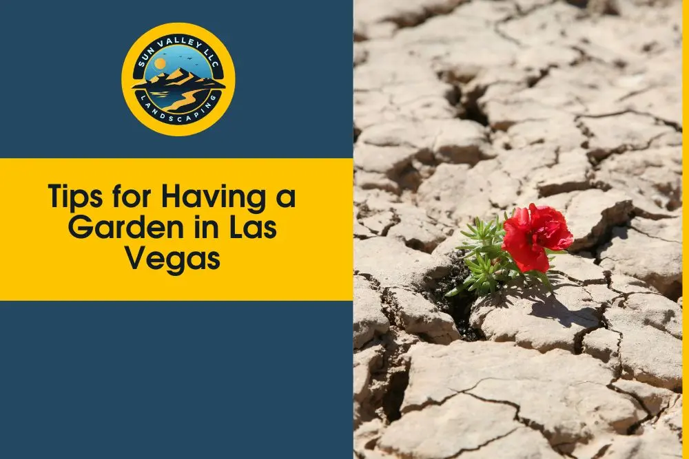 tips for having a garden in Las Vegas